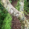 Plants: image 67 Of 208 Thumb